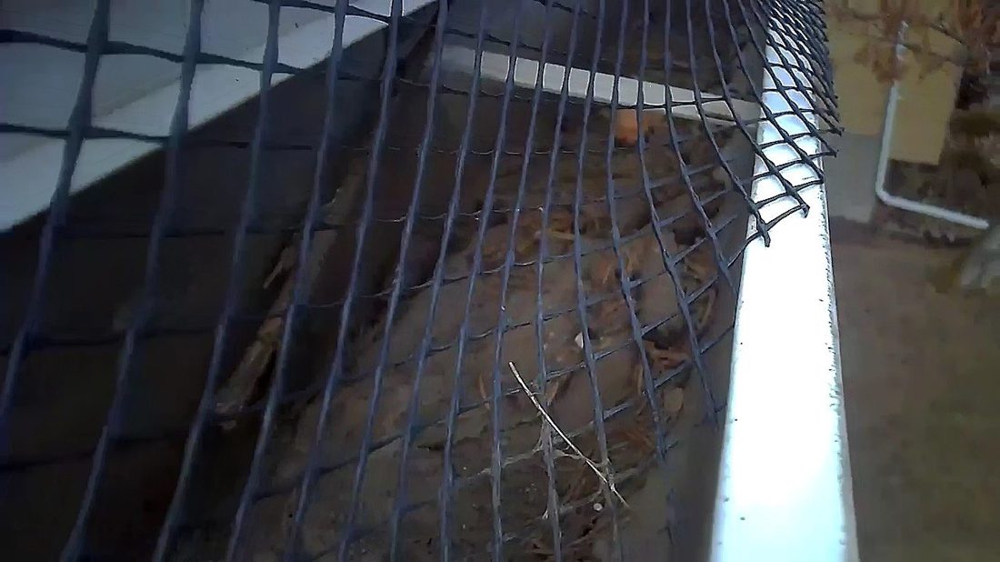 A coarse large-mesh gutter guard with dry leaf debris collected on top of and through it, showing how an open screen still lets fine ignitable material into the trough.